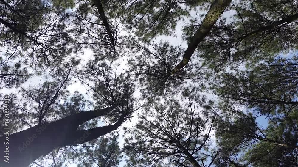 Walking through pine forest looking up to the tree crowns and blue sky. The sky can be seen through the tops of pines in forest Walking through pine forest looking up to the tree crowns and blue sky. The sky can be seen through the tops of pines in forest