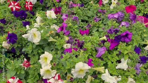 Wallpaper Mural Tulip Garden Blossoms 2025, New Blooms, Fresh Waters, Tourists Journey from Srinagar to Pahalgam, Exploring Kashmirs Scenic Beauty and Vibrant Landscapes Clip 14 Torontodigital.ca