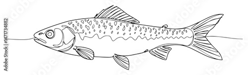 realistic fish vector with scales and fins, black and white hand drawn underwater animal illustration
