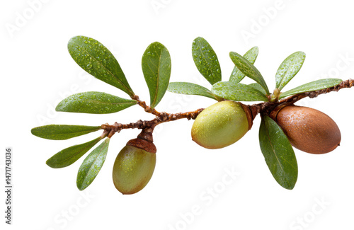 Close-Up of Fresh Green and Brown Argan Nuts with Dew Drops on Branch with Glossy Green Leaves, Isolated on Transparent and White Background