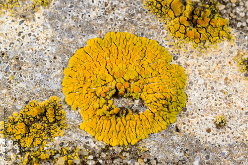 фотографія Caloplaca, Xanthoria and other different types of crustose lichen species on a c