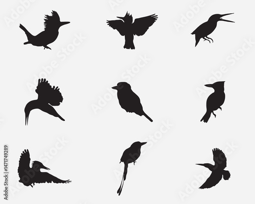 type of kingfishers bird vector silhoutte collections.kingfishers bird illustration bundle isolated on background