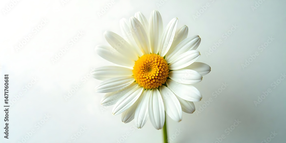 Naklejka premium Chamomile flower.