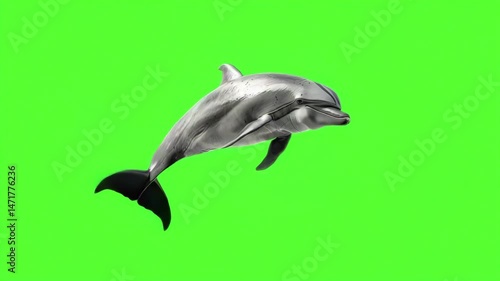 A dolphin swimming on green screen background