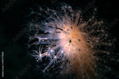 Veretillum is a genus in the family Veretillidae. The genus contains bioluminescent species.