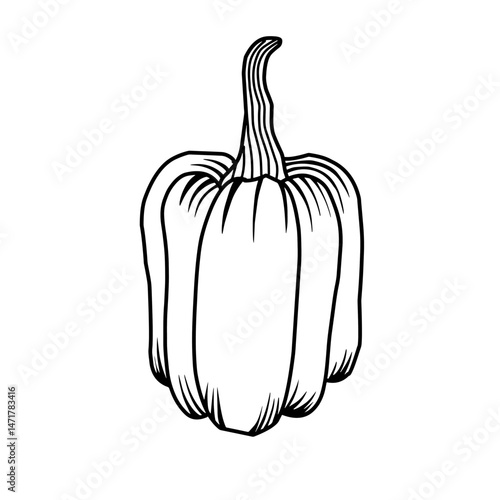 Hand drawn pumpkin sketch vector illustration. Sketch Style Autumn Pumpkin Graphic. Ripe squash isolated on white background. Linear art of healthy organic vegetable in cartoon style