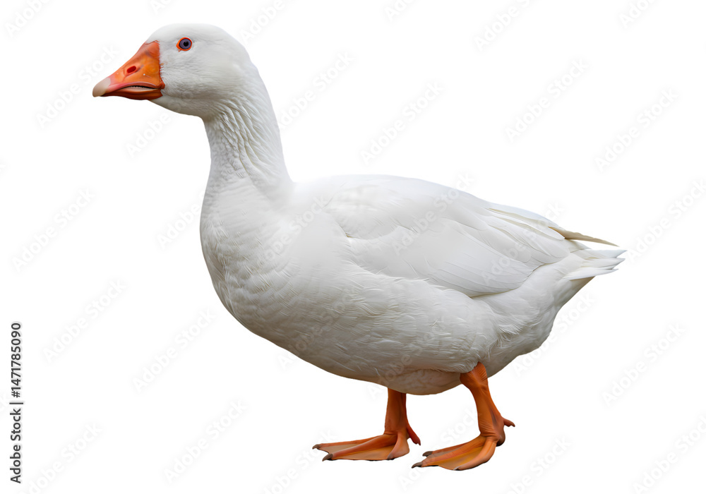 Obraz premium Domestic Goose HighResolution Image of White Goose on Transparent background