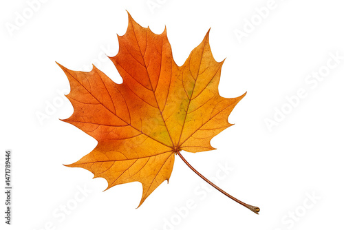 Maple leaf on transparent background