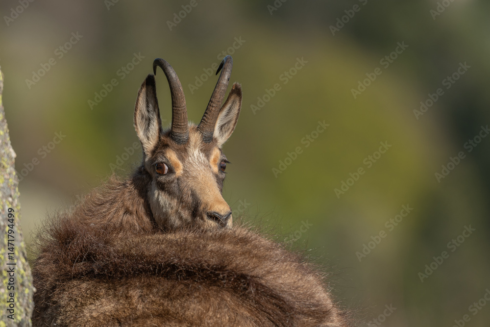Fototapeta premium Chamois (Rupicapra rupicapra) during spring molt.
