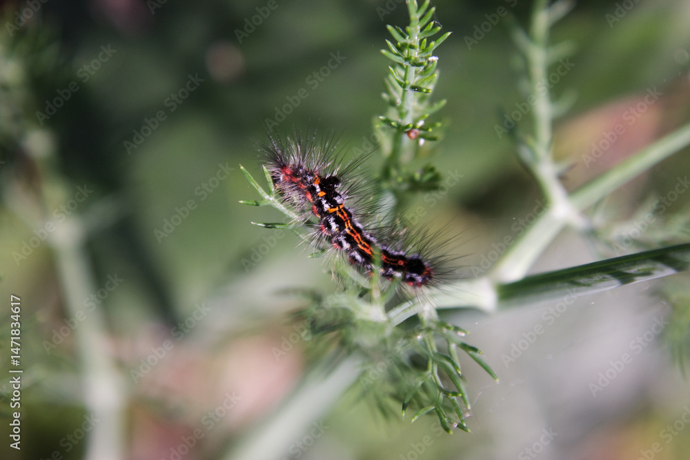 Fototapeta premium Butterfly on a leaf