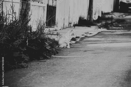 Cat at the street