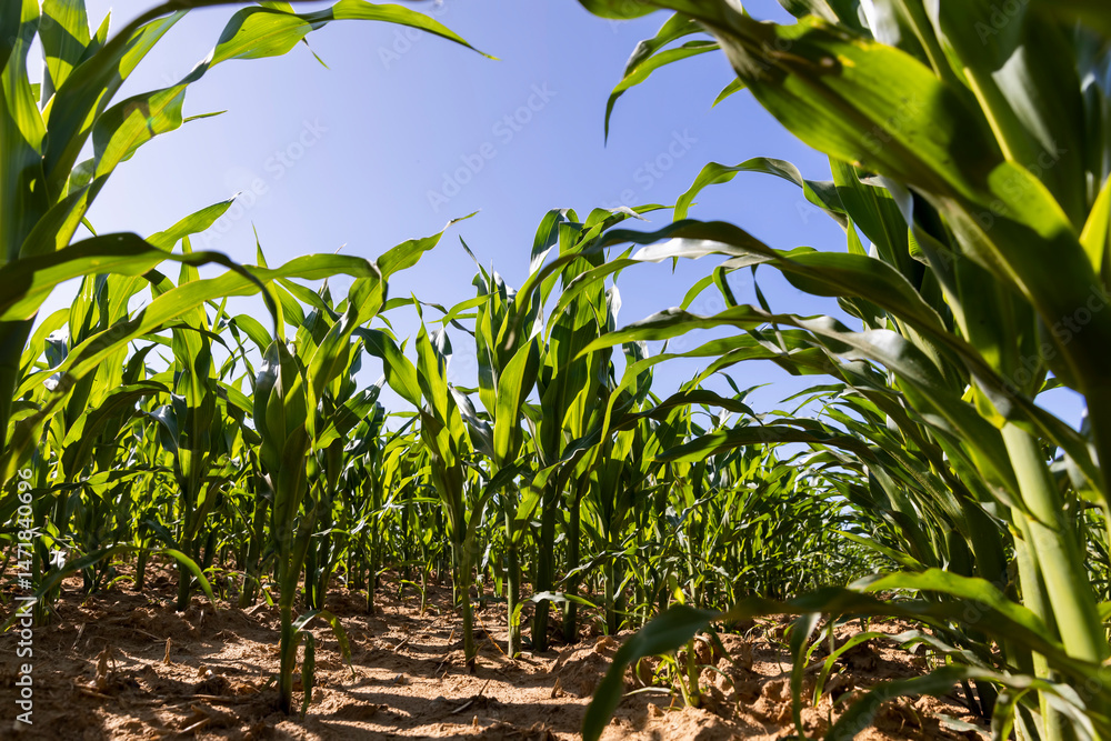 field with a future crop of sweet corn , ca field with corn in summer field with a future crop of sweet corn , ca field with corn in summer