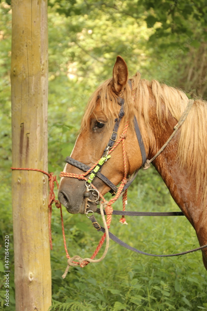 Obraz premium Caballo