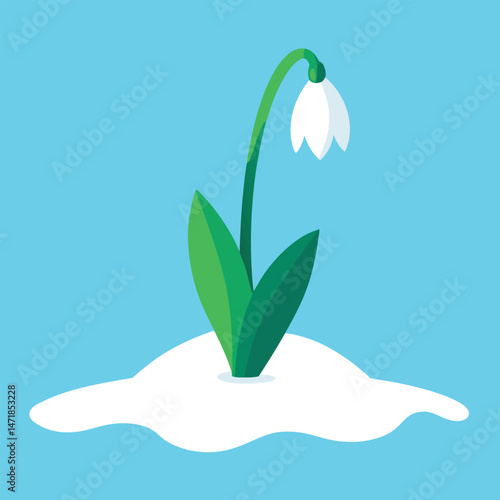 White snowdrop flowers bloom as a sign of spring, their delicate white petals emerging from the cold snow in a beautiful display of nature's resilience