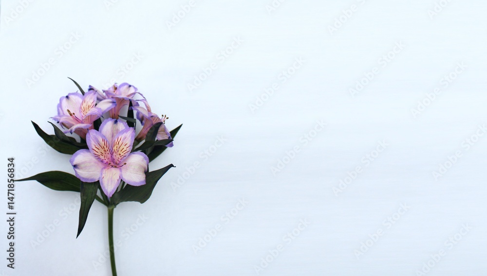 Obraz premium A branch of lilac alstrameria on a white background with space for text. Background for greetings and postcards.