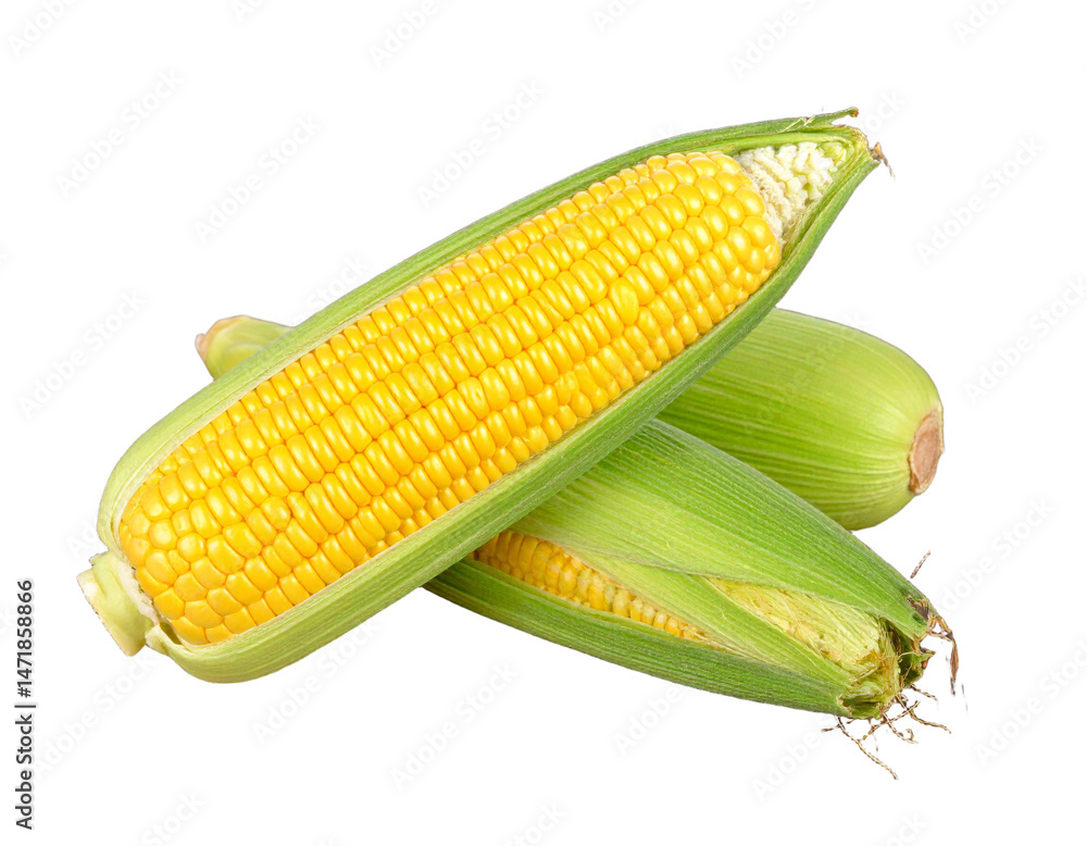 Fresh Sweet Corn Isolated on White Background Healthy Food Ingredient