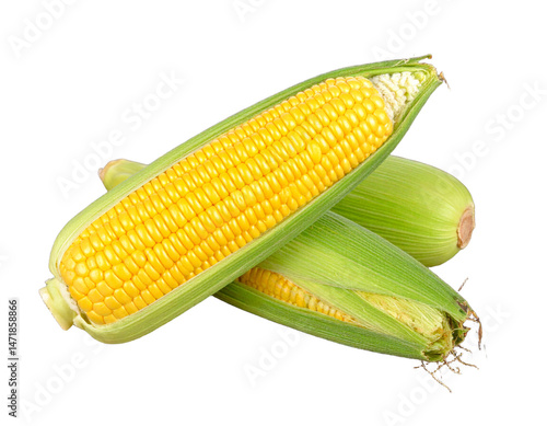 Obraz na płótnie Fresh Sweet Corn Isolated on White Background Healthy Food Ingredient w salonie
