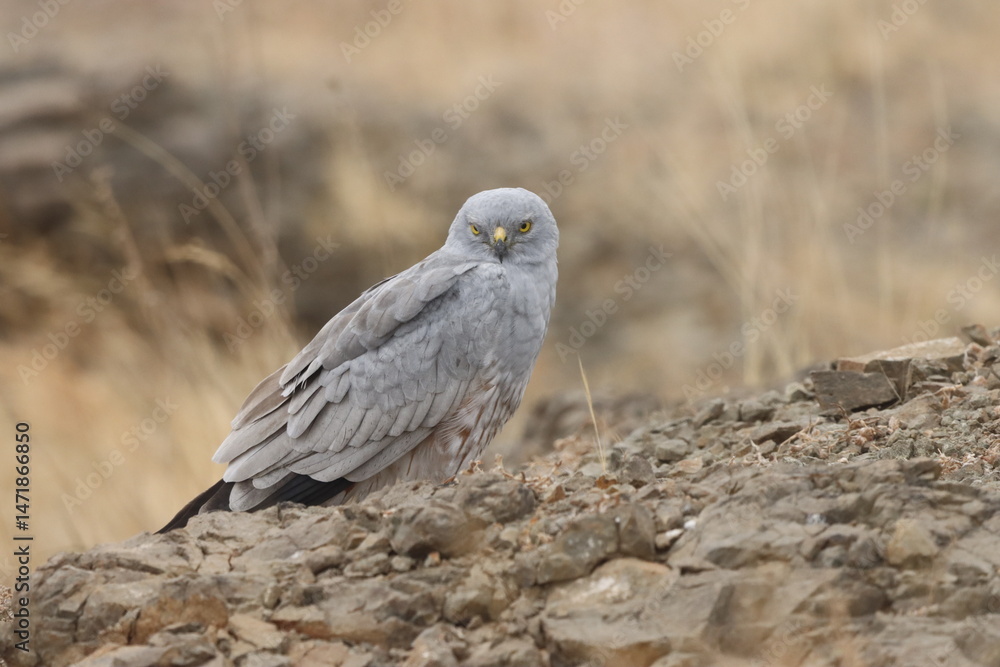 Fototapeta premium This striking image captures Montagu’s Harrier, a slender and elegant bird of prey known for its graceful flight over open grasslands and agricultural fields. With its long wings, narrow body, and eye