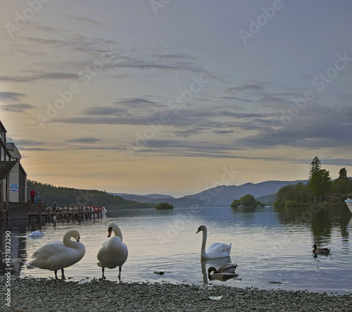 Lake Windemere at Bowness, evening light, with swans, Lake District, Cumbria, UK.