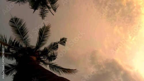 Footage of Coconut Tree or Palm Leaves