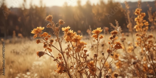 Close-up of dried autumn flowers, sunlit, warm tones, blurred background, branch, stem, gold