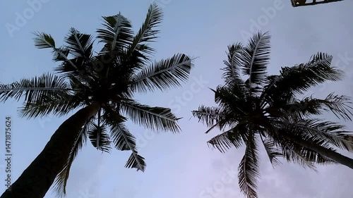 Footage of Coconut Tree or Palm Leaves