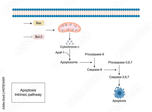 Apoptosis, programmed cell death, intrinsic pathway. Cell breaks into apoptotic bodies. Vector illustration.	