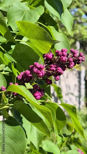 Branch of lilac with vibrant purple buds surrounded by lush green leaves in bright spring sunlight