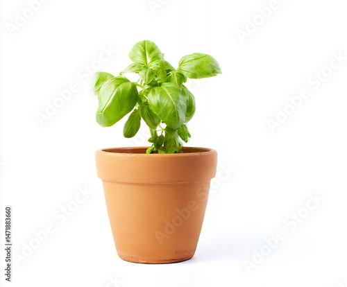A small, potted basil plant with fresh green leaves and a tiny white flower, an isolated herb of nature's growth