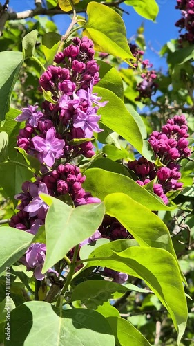 Lilac branch with purple flowers and vibrant buds surrounded by green leaves under clear blue sky in spring