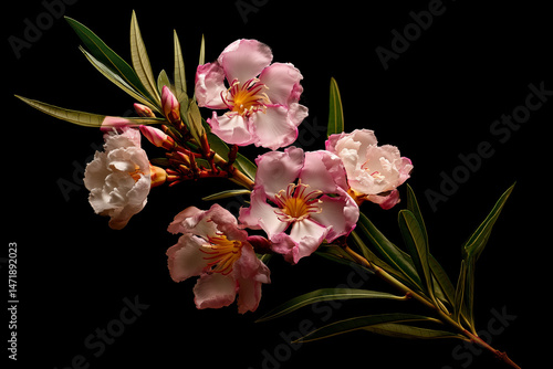 pink orchid isolated on black