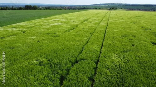 A drone shot captures a vibrant green wheat field with visible tracks under a sunny sky of Czech republic Moravian landscape