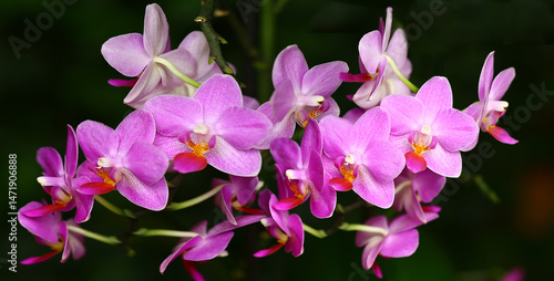 Beautiful purple flowers of Phalaenopsis Aphrodite on a black background...