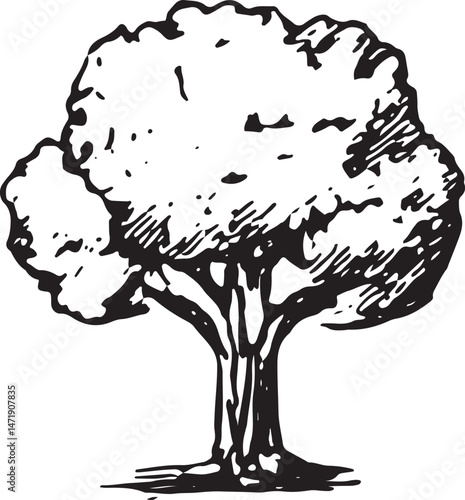 A black-and-white sketch of a round deciduous tree, ideal for nature, landscape, and botanical design illustrations
