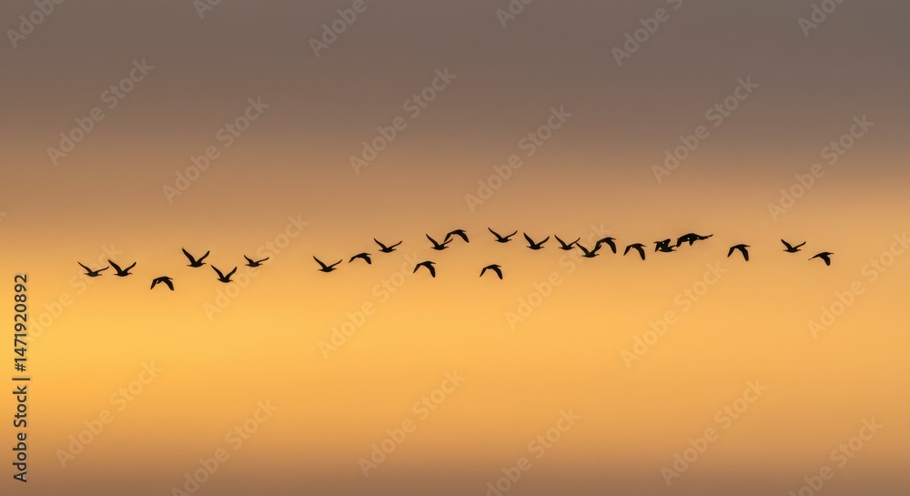 Silhouette of birds in flight at sunset Silhouette of birds in flight at sunset