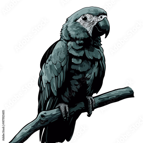 parrot, animal, vector, transparent background, beak, colorful, feather, tropical, zoo, wildlife, nature, exotic, isolated, jungle, feathers, colourful, bright, pet
