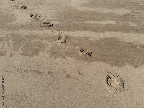in a sandy beach are footprints  of children