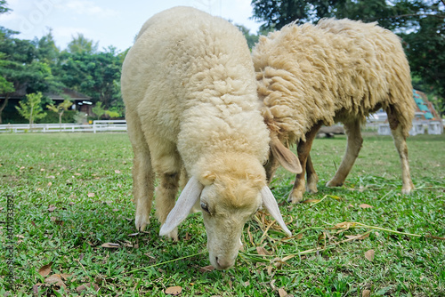 Two sheep eating grass on a green lawn.
