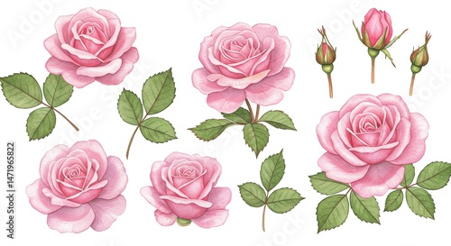 Pink roses floral botanical illustration arrangement