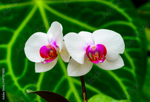 Phalaenopsis, asymmetrical white orchid flower with red center in tropical greenhouse.