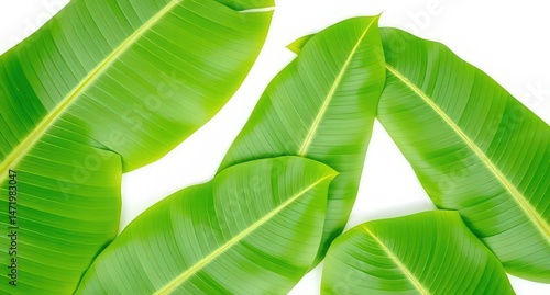 green leaf background