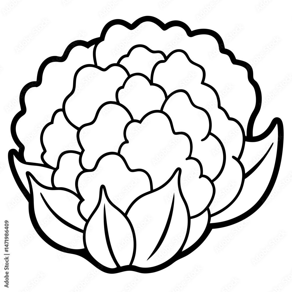 Minimalist Cauliflower Vector Illustration Minimalist Cauliflower Vector Illustration