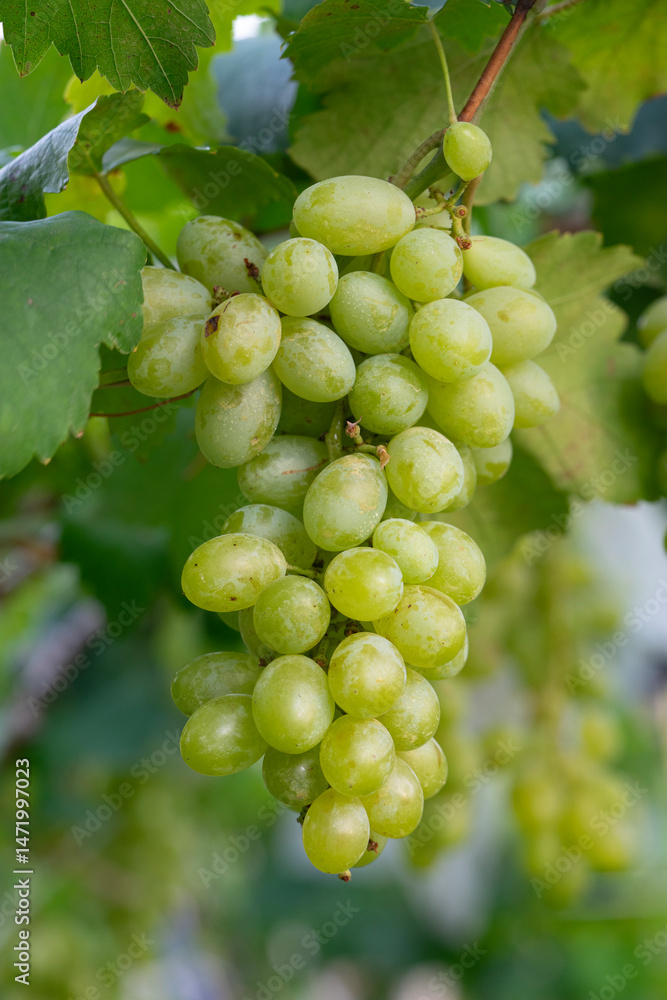 Obraz premium Green grapes hanging on a bus. Bunch of green grapes hanging on grapes bush in a vineyard. Close up view of bunch green grapes hanging in garde 