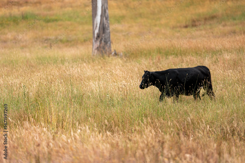 Fototapeta premium Close up of Stud cattle grown holistic farm, cows and calves grazing on grass in a field, in Australia. breeds of cattle include speckle park, murray grey, angus, brangus and wagyu on long pasture