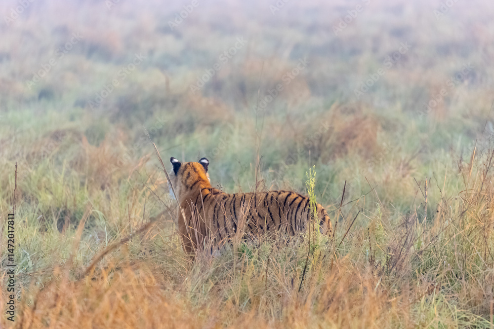 Fototapeta premium Male tiger (Panthera tigris) at jungle with natural green background of forest.