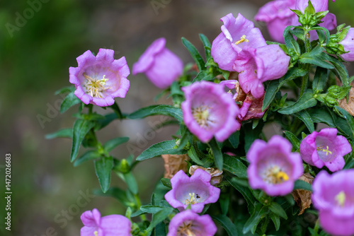 Campanula medium size, common name Canterbury bell flower...