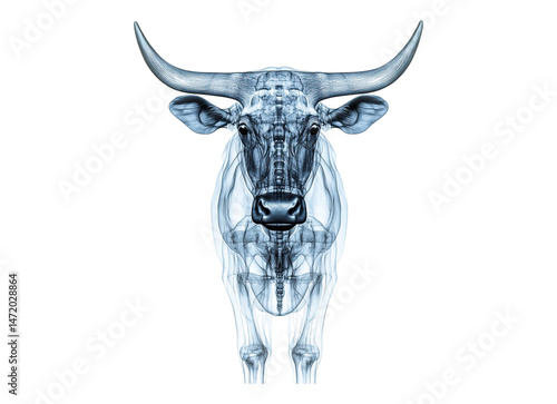 X ray bull and