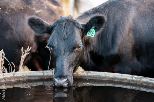 Photography angus calm cow drinking water out of a round trough