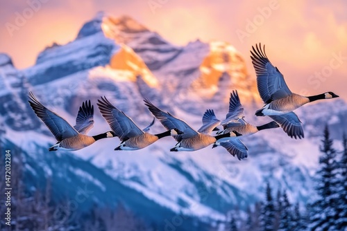 A breathtaking view of a flock of Canada geese soaring against a backdrop of snow-covered mountains at sunrise.