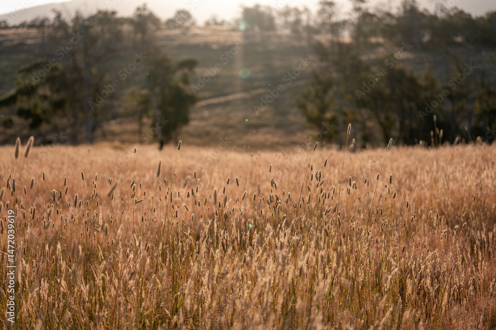 Obraz premium pasture and grass in a paddock on a regenerative organic flowers in a field in summer in australia